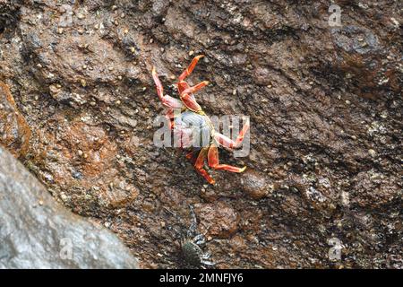 Grapsus adscensionis rötlich gefärbter Erwachsener auf dem vulkanischen Felsen von Lanzarote Stockfoto