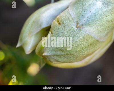 Kopfüber stehende Orchideenblume, mehrere Knospen, die sich öffnen, Stanhopea Nigroviolacea, die in einem Topf in einem australischen subtropischen Küstengarten hängen Stockfoto