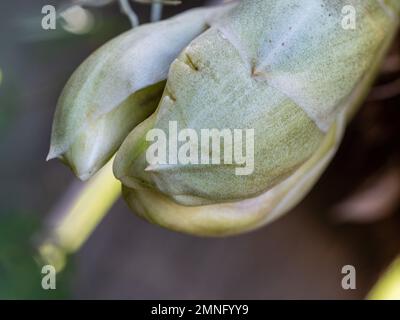 Kopfüber stehende Orchideenblume, mehrere Knospen, die sich öffnen, Stanhopea Nigroviolacea, die in einem Topf in einem australischen subtropischen Küstengarten hängen Stockfoto