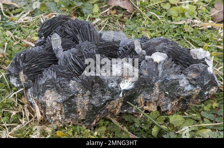 Mineralprobe von hyalinem Quarz und Barit im Gras Stockfoto