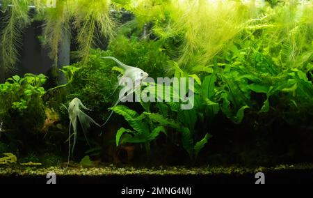 Ein Süßwasseraquarium mit Platinengeln Stockfoto