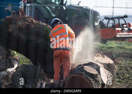 Hartwell, Aylesbury, Großbritannien. 30. Januar 2023. HS2 haben in Hartwell, Aylesbury, eine weitere Reihe sehr beliebter Eichen neben der A418 gefällt. Die Bauunternehmer Martin Fencing and Forestry (siehe Abbildung) waren heute erneut vor Ort, um die Äste von Bäumen zu entfernen, in denen sich gestern Raben befanden. HS2 Uhr Sicherheitsdienst umgab den öffentlichen Fußweg neben den Bäumen, sodass es für schockierte Einheimische ein Einschüchterungsversuch war, an ihnen vorbeizulaufen. Die Einheimischen und Umweltschützer sind wütend darüber, wie HS2 Ltd die Landschaft, Bäume und Lebensräume der Tierwelt zerstört. Kredit: Maureen McLean/Alamy Live News Stockfoto