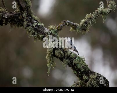 White-Breasted Nuthatch on Oak Tree, San Mateo California, Januar 2023 Stockfoto