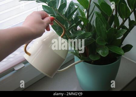 Nahaufnahme der Hand einer Frau, die eine Zamioculcas-Pflanze in einem Topf auf einer Fensterbank bewässert Stockfoto