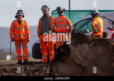 Hartwell, Aylesbury, Großbritannien. 30. Januar 2023. HS2 haben in Hartwell, Aylesbury, eine weitere Reihe sehr beliebter Eichen neben der A418 gefällt. Die Bauunternehmer Martin Fencing and Forestry (siehe Abbildung) waren heute erneut vor Ort, um die Äste von Bäumen zu entfernen, in denen sich gestern Raben befanden. HS2 Uhr Sicherheitsdienst umgab den öffentlichen Fußweg neben den Bäumen, sodass es für schockierte Einheimische ein Einschüchterungsversuch war, an ihnen vorbeizulaufen. Die Einheimischen und Umweltschützer sind wütend darüber, wie HS2 Ltd die Landschaft, Bäume und Lebensräume der Tierwelt zerstört. Kredit: Maureen McLean/Alamy Live News Stockfoto