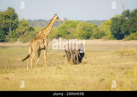 Afrikanische Elefantenherde (Loxodonta africana) durchquert das Grasland. Von links kommt eine hohe Giraffe (Giraffa camelopardalis). Chobe-Nationalpark, Botsuana Stockfoto