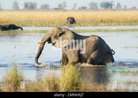 Afrikanischer Elefantenbulle (Loxodonta africana) durchquert den weit offenen Chobe-Fluss. Das Wasser hängt bis zu seinem Körper. Chobe-Nationalpark, Botsuana, Afrika Stockfoto