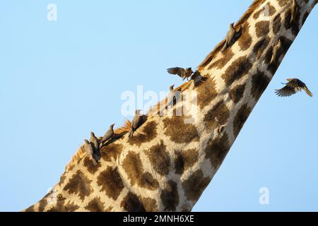 Eine Gruppe von Oxpeckern, Buphagus africanus, sitzt in einer Reihe auf einer Giraffe, Giraffa camelopardalis, langer Hals. Chobe-Nationalpark, Botsuana, Afrika Stockfoto