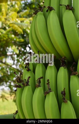 Nahaufnahme der grünen Bananenfrucht vom Bananenbaum Stockfoto