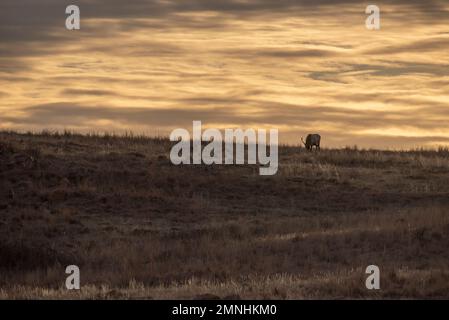 Im Winter weidende Bull Roosevelt-Elche, Wichita Mountains Wildlife Refuge, Oklahoma Stockfoto