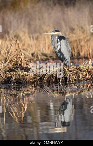 Ein majestätischer großer Blaureiher am Ufer des Burnaby Lake Stockfoto