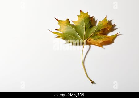 Maple Leaf in herbstlichen Farben Stockfoto
