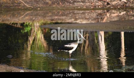 Ein wunderbares Erlebnis mit einem drohenden Schwarzhalsstorch oder Jabiru Storch, der in einem flachen See in Queensland, Australien, zum Mittagessen fischte. Stockfoto