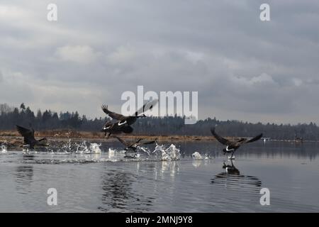 Eine Herde kanadischer Gänse, die vom ruhigen Burnaby Lake abheben. Stockfoto