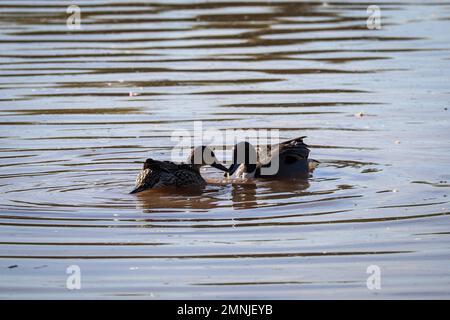 Ein Paar nördliche Pintails oder Anas acuta, die in einem Teich auf der Uferranch in Arizona schwimmen. Stockfoto
