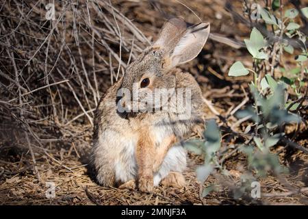 Desert Cottontail oder Sylvilagus audubonii auf der Uferfarm in Arizona. Stockfoto