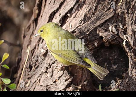 Oreothlypis celata auf der Uferfarm in Arizona. Stockfoto
