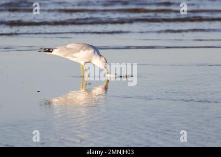 Ringmöwe (Larus delawarensis) essender Fisch Stockfoto