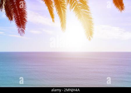 Nahaufnahme von Palmenblättern mit dem Himmel im Hintergrund an sonnigen Tagen Stockfoto