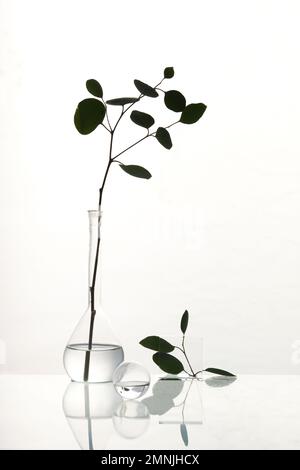 Einfache minimale Eukalyptuszweige in transparenten Glaskolben und mit Wasser gefüllten Kugeln. Glastisch mit Reflexion. Moderne, trendige Einrichtung, abstrakt Stockfoto