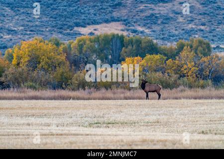 USA, Idaho, Bellevue, Bull Elk blickt über Cut Field Stockfoto