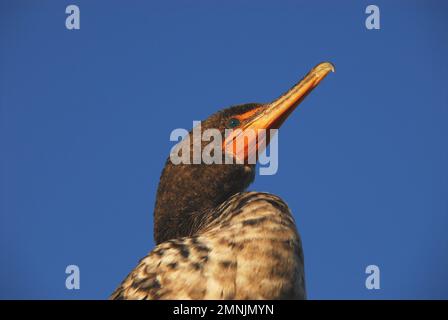 Extreme Nahaufnahme des Kopfes und der Brust eines wilden, jungen Cormorant-Doppelkammvogel vor dem hellblauen Himmel Floridas. Stockfoto