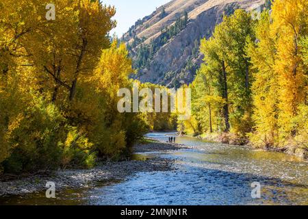 USA, Idaho, Hailey: Im Herbst könnt ihr euch am Ufer des Flusses in der Ferne bestaunen lassen Stockfoto