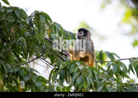 Eichhörnchenaffe, Saimiri oerstedii in Costa Rica Stockfoto