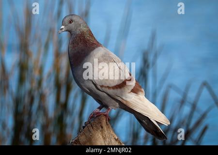 Rosa Felsentaube oder Columba livia, die auf einem alten Baum auf der Uferfarm in Arizona steht. Stockfoto