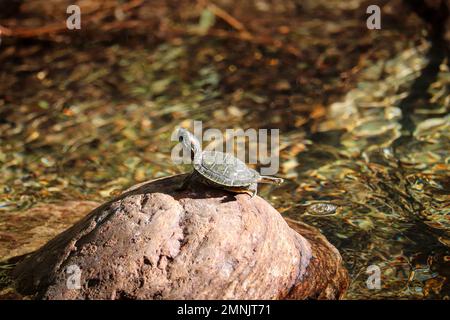 Auf der Uferfarm in Arizona auf einem Felsen ruhende Baby-Teich-Rutsche oder Trachemys-Scripta. Stockfoto