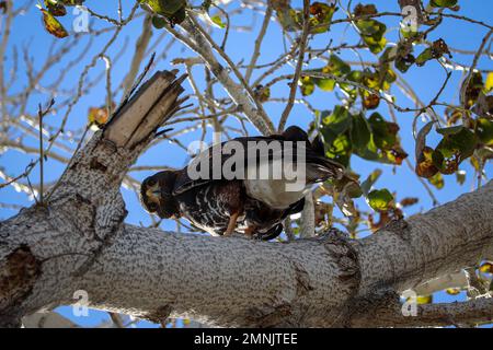 Juvenile Harris's Falke oder Parabuteo Unicinctus, die in einem großen Baum auf der Uferfarm in Arizona sitzen. Stockfoto