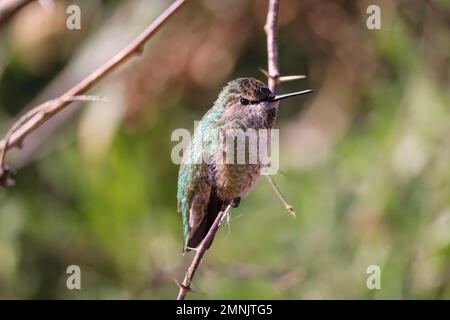 Weiblicher Kolibri von Anna oder Calypte anna auf einem kleinen Ast auf der Uferfarm in Arizona. Stockfoto