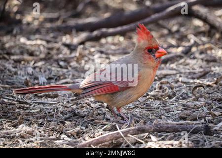 Junger männlicher Kardinal oder Cardinalis cardinalis, der auf der Uferranch in Arizona auf dem Boden steht. Stockfoto