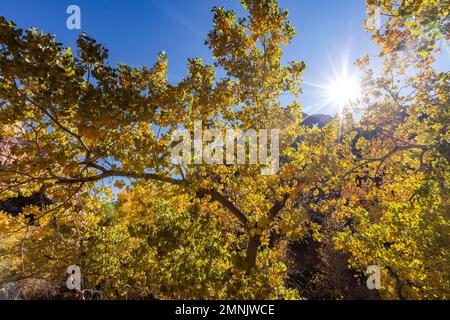 Herbstlaub an sonnigen Tagen im Zion-Nationalpark Stockfoto