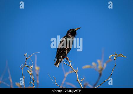 Im Veterans Oasis Park in Arizona singt ein europäischer Star oder Sturnus vulgaris auf einem Baum. Stockfoto