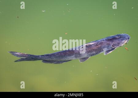 Kanalkatzen oder Ictalurus punctatus schwimmen in einem Teich im Veterans Oasis Park in Arizona. Stockfoto