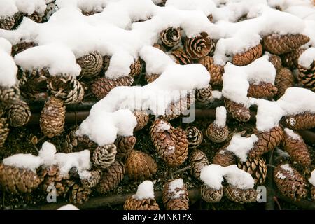 Nahaufnahme schneebedeckter Kiefernzapfen Stockfoto