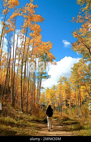 Frau wandert im Herbstwald mit gelben Aspen-Bäumen Stockfoto