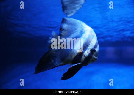 Wunderschöne Longfin-Fledermäuse, die in einem klaren Aquarium schwimmen Stockfoto