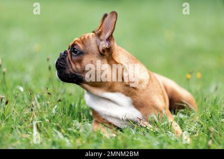 Profilansicht Porträt von Kopf und Gesicht einer süßen jungen französischen Bulldogge, die im Sommer auf grünem Gras liegt Stockfoto