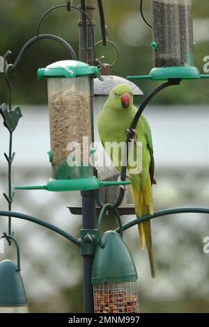 Ein wilder Papagei, der auf einer Vogelzucht im Garten in der Region West Midlands des Vereinigten Königreichs sitzt. Stockfoto