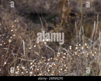 Winzige, zarte Wildblumen, die ausgetrocknet sind und sich im Winter noch auf ihren Stämmen im Garten befinden, sorgen für ein Hintergrundbild mit geteiltem Fokus Makro an Stockfoto