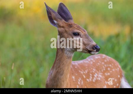 White-tailed fawn in Nordwisconsin. Stockfoto