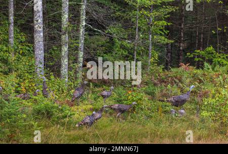 Östliche wilde Truthähne auf einem Hügel in Clam Lake, Wisconsin. Stockfoto
