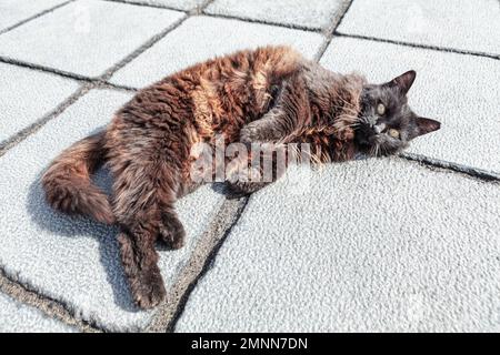 Die Straßenkatze liegt auf dem Bürgersteig. Streunende Katze auf der Straße. Faules Tier lügt Stockfoto