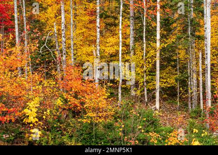 Herbstfarben am Cabot Trail, Cape Brreton Island, Nova Scotia, Kanada. Stockfoto
