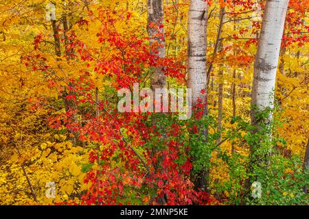 Herbstfarben am Cabot Trail, Cape Brreton Island, Nova Scotia, Kanada. Stockfoto