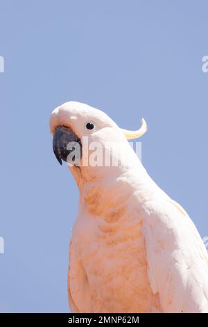 Der Sulphur Crested Kakadu ist perfekt. Stockfoto