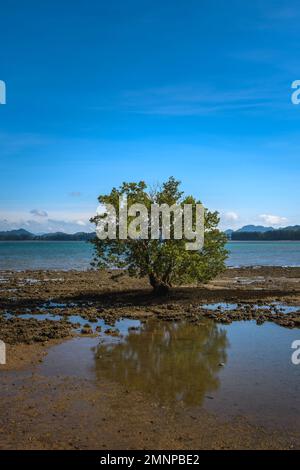 Tropischer Baum (Barringtonia asiatica) an einem felsigen Strand in Ko Lanta, Krabi, Thailand. Stockfoto