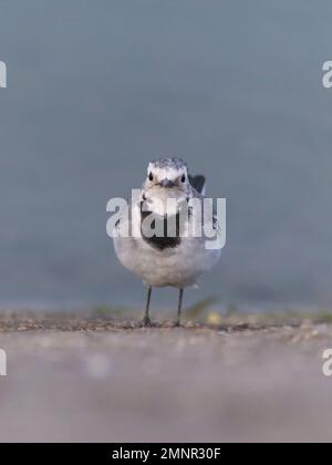 Bachstelze (Motacilla Alba) Stockfoto